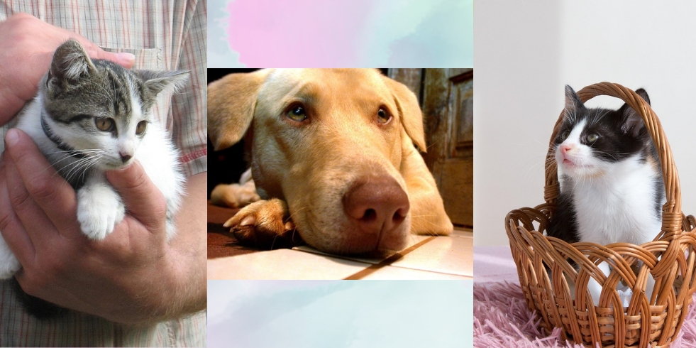 Devenir Famille d&rsquo;Accueil